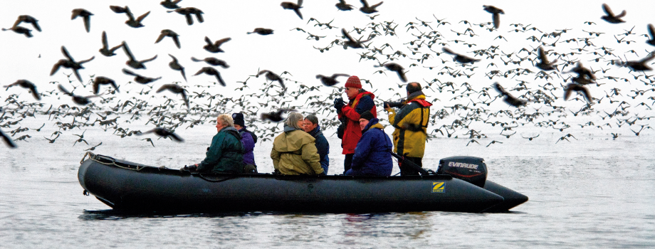 Прогулки на Зодиаках