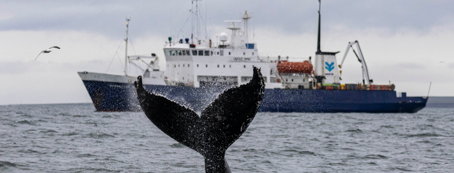 Экспедиция на о.Врангеля