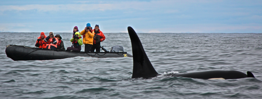 Наблюдение за китами