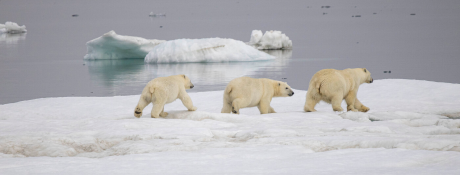 Экспедиция на о.Врангеля